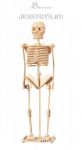 Деревянный конструктор Скелет человека (№P076)